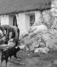 Image of man shearing sheep in front of thatched house with onlookers and a collie also pictured.