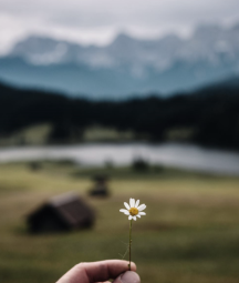 Landscape with hand holding a daisy