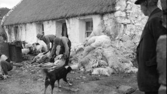 Image of man shearing sheep in front of thatched house with onlookers and a collie also pictured.