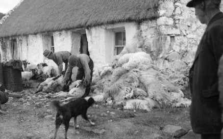 Image of man shearing sheep in front of thatched house with onlookers and a collie also pictured.