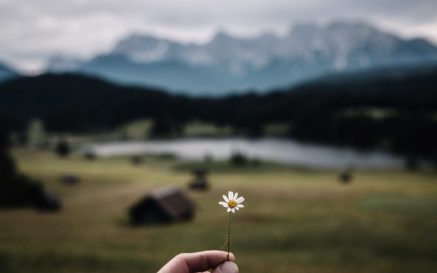 Landscape with hand holding a daisy